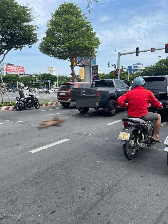 2 chú chó bị xe bán tải kéo lê thảm thương trên phố Đà Nẵng: Người nhà hé lộ sự tình - 1 2 chú chó bị xe bán tải kéo lê thảm thương trên phố Đà Nẵng: Người nhà hé lộ sự tình - 1