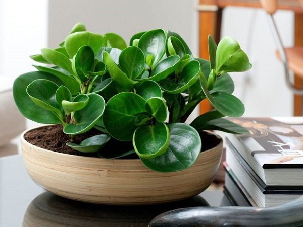 Ngày Hè mát mẻ, 'dễ thở' hơn nếu trồng những cây phong thủy này trong nhà - 1