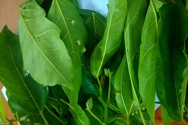 Việt Nam có 2 loại lá phơi khô là 'dược liệu vàng' giúp hạ đường huyết tự nhiên, còn dưỡng thận, mát gan hiệu quả
