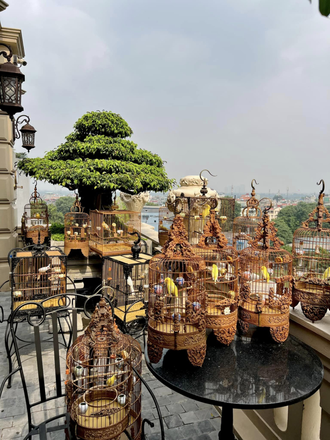 Đại gia phố cổ sở hữu đàn thú cưng đắt đỏ giá 10 tỷ đồng: Nuôi trong lồng tiền tỷ, bay trong phòng điều hòa, có người chăm sóc riêng - 2 Đại gia phố cổ sở hữu đàn thú cưng đắt đỏ giá 10 tỷ đồng: Nuôi trong lồng tiền tỷ, bay trong phòng điều hòa, có người chăm sóc riêng - 2