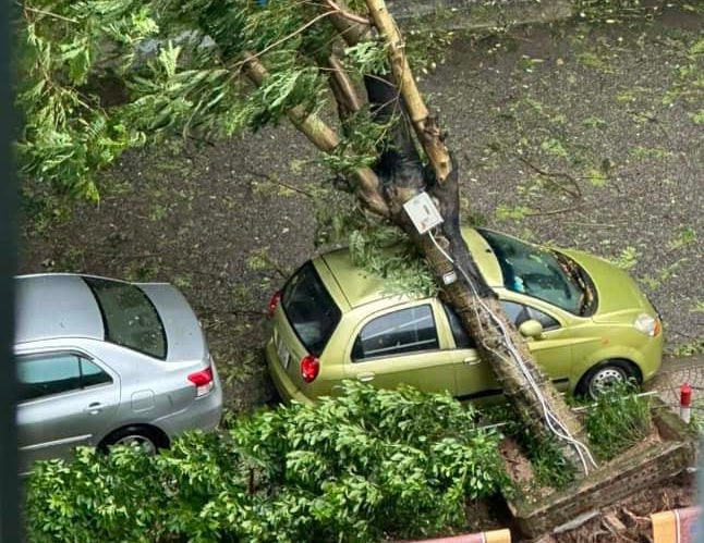Xót xa cây đổ đè lên ô tô trong bão, tiết kiệm thành ra tốn bạc triệu sửa xe - 1 Xót xa cây đổ đè lên ô tô trong bão, tiết kiệm thành ra tốn bạc triệu sửa xe - 1