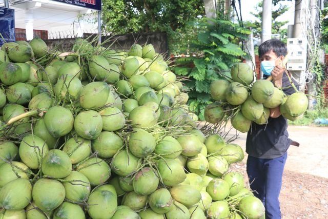 Với quy định của nghị định thư, người trồng, cơ sở đóng gói và doanh nghiệp phải nắm bắt chính xác thông tin và tuân thủ để hàng không bị loại khi xuất khẩu sang Trung Quốc. Ảnh minh họa