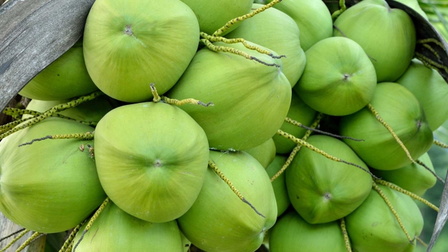 Dừa tươi Việt Nam sẽ được xuất khẩu chính ngạch sang Trung Quốc. Ảnh minh họa