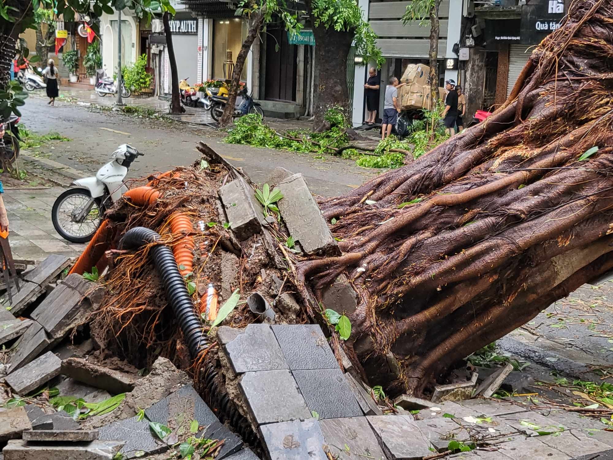 Tiếc nuối những 'cụ cây' trăm tuổi bật gốc trong bão số 3 trên phố cổ Hà Nội - 1 Tiếc nuối những 'cụ cây' trăm tuổi bật gốc trong bão số 3 trên phố cổ Hà Nội - 1