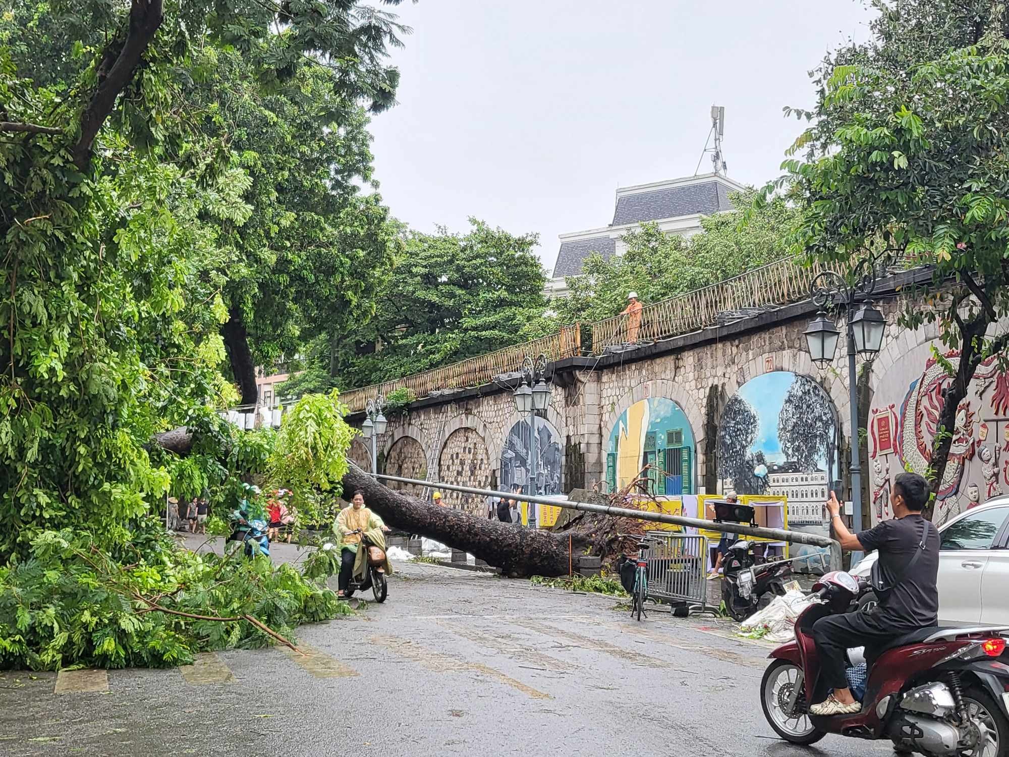 Tiếc nuối những 'cụ cây' trăm tuổi bật gốc trong bão số 3 trên phố cổ Hà Nội - 14 Tiếc nuối những 'cụ cây' trăm tuổi bật gốc trong bão số 3 trên phố cổ Hà Nội - 14