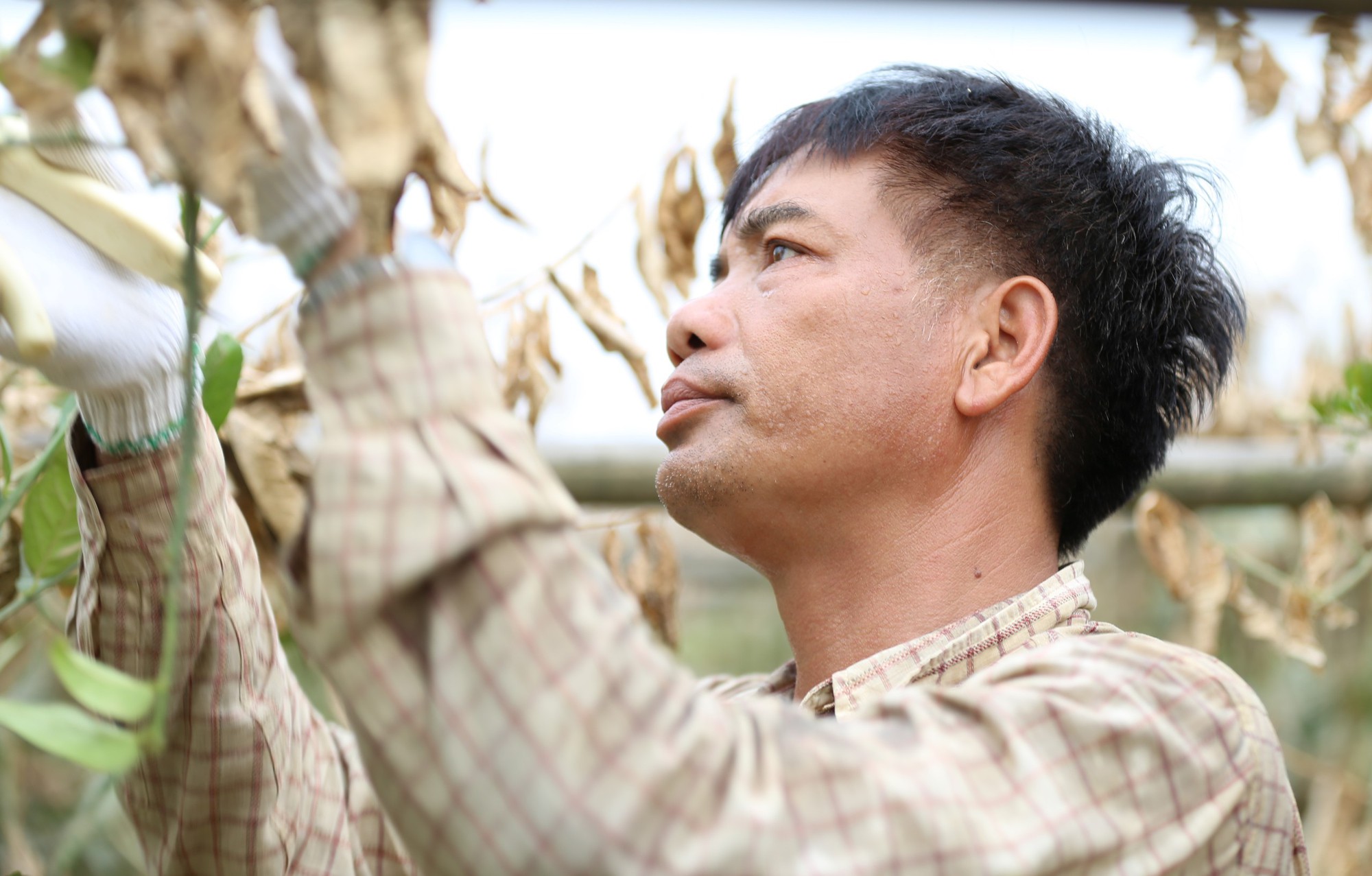 Anh Nguyễn Văn Cam cắt tỉa cành khô, quả hỏng