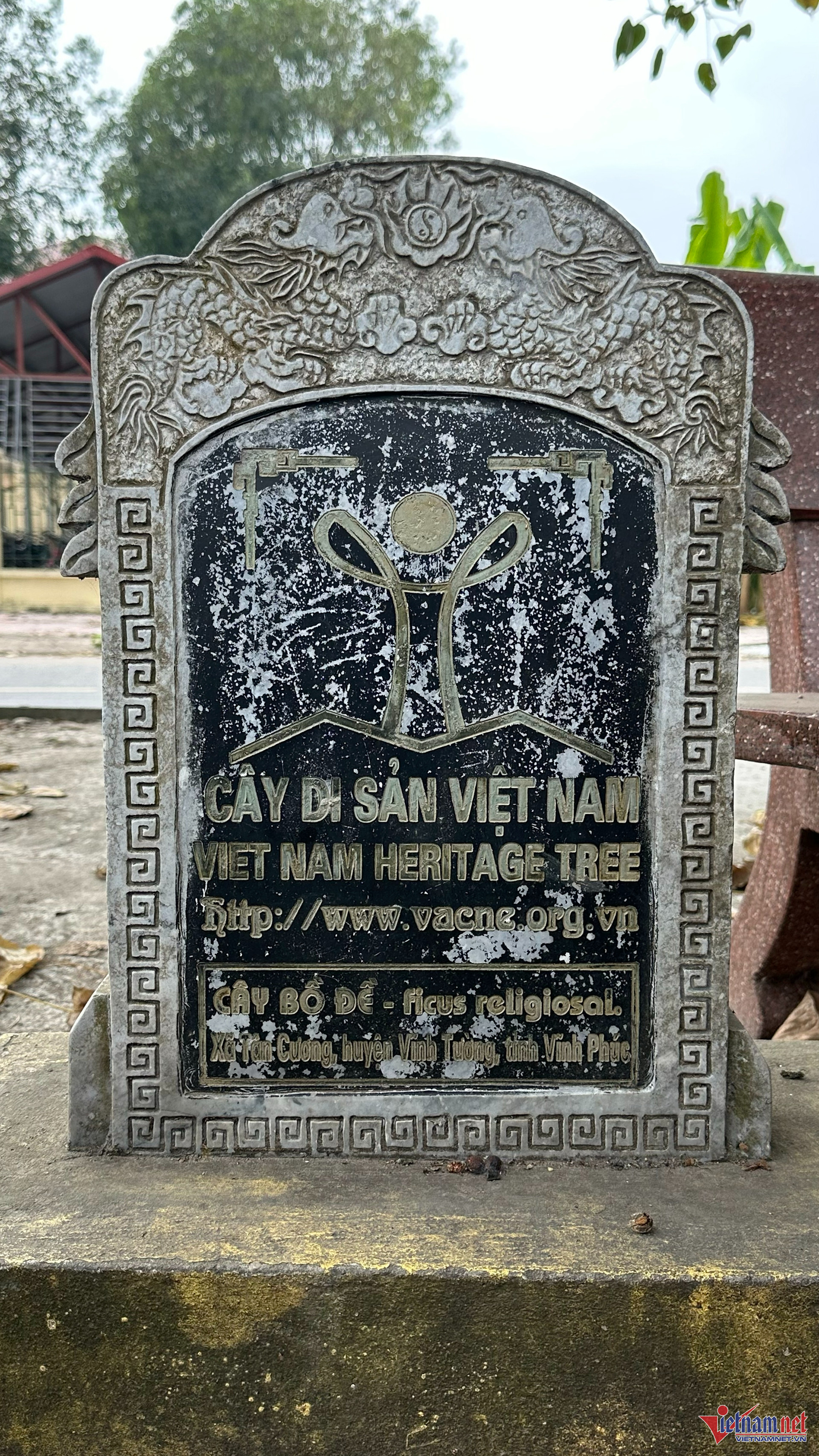 Cây bồ đề trăm tuổi nằm giữa đường ở Vĩnh Phúc, không ai dám tỉa cành - 3 Cây bồ đề trăm tuổi nằm giữa đường ở Vĩnh Phúc, không ai dám tỉa cành - 3