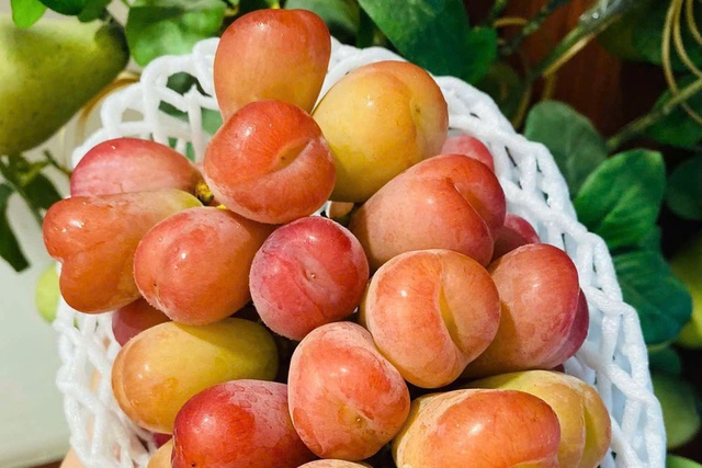 Quả 'quý tộc' tràn ngập chợ Việt, giá bán mới là điều gây bất ngờ, nghe xong 'đứng hình mất 5 giây' - 1 Quả 'quý tộc' tràn ngập chợ Việt, giá bán mới là điều gây bất ngờ, nghe xong 'đứng hình mất 5 giây' - 1