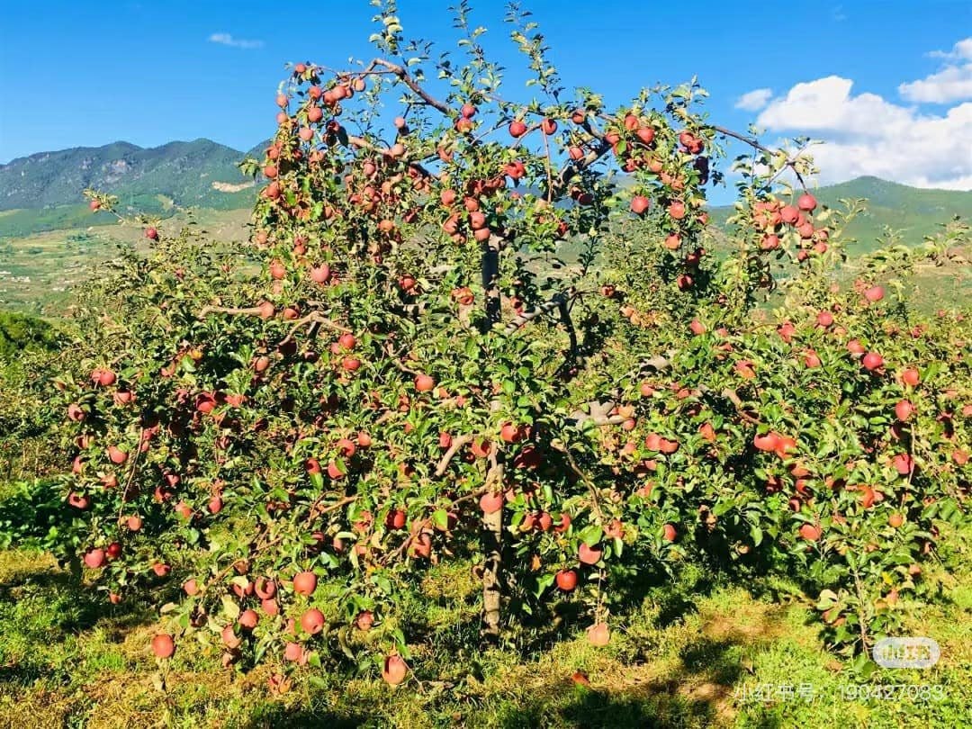 Được quảng cáo ngon như hàng Nhật giá tiền triệu, loại quả 10.000 đồng/kg này có gì mà hấp dẫn đến vậy? - 1