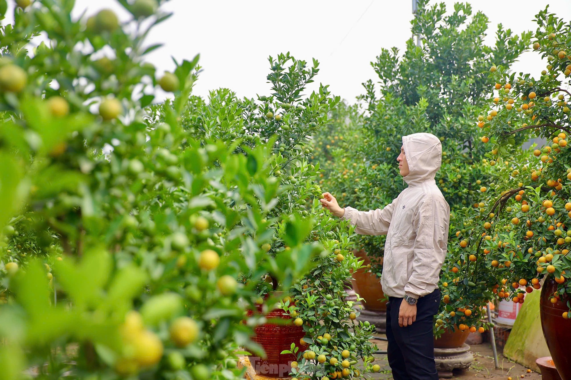 Quất chuyển sắc vàng, nhà vườn Tứ Liên tất bật cho vụ Tết - 16