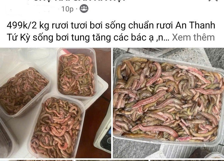Từng có giá lên tới nửa triệu đồng/kg, 'đặc sản trời cho' bất ngờ rẻ chưa từng có - 3 Từng có giá lên tới nửa triệu đồng/kg, 'đặc sản trời cho' bất ngờ rẻ chưa từng có - 3