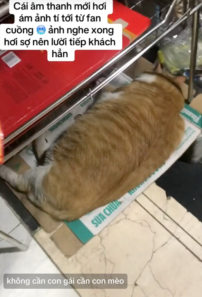 'Cậu cả' tiệm tạp hóa Thái Hà: Chú mèo cam 12kg phủ sóng MXH, danh tiếng còn lan sang cả xứ sở Chùa Vàng - 9 'Cậu cả' tiệm tạp hóa Thái Hà: Chú mèo cam 12kg phủ sóng MXH, danh tiếng còn lan sang cả xứ sở Chùa Vàng - 9